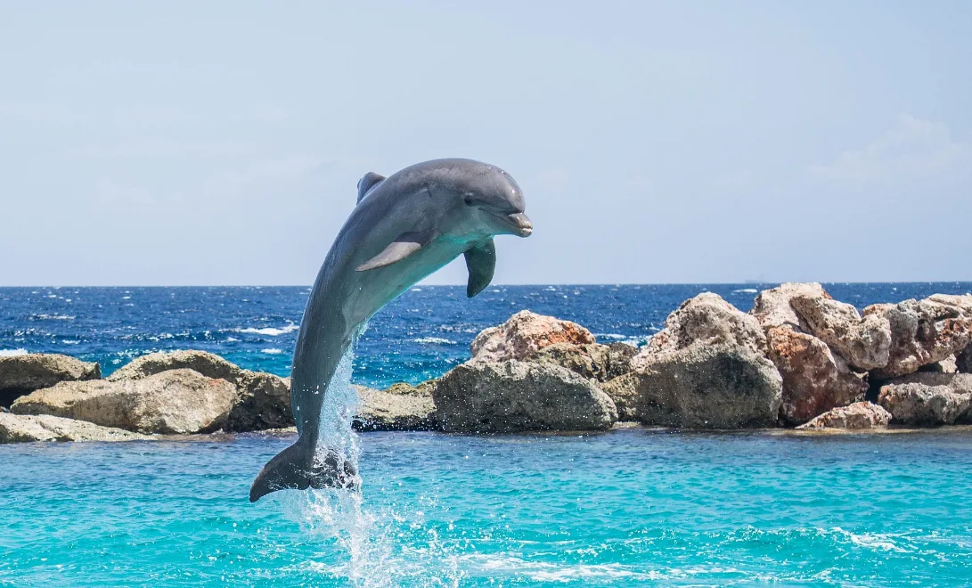 How Long Can a Dolphin Hold Its Breath